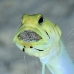 jawfish_yellowhead_oc_jar_v_0086_cub0587_crop.jpg
